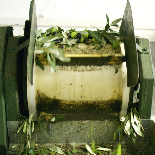 Olio Extra Vergine di Oliva - Harvest 2025