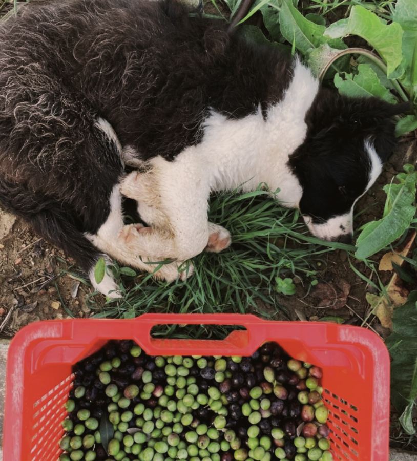 Olio Extra Vergine di Oliva - Harvest 2025